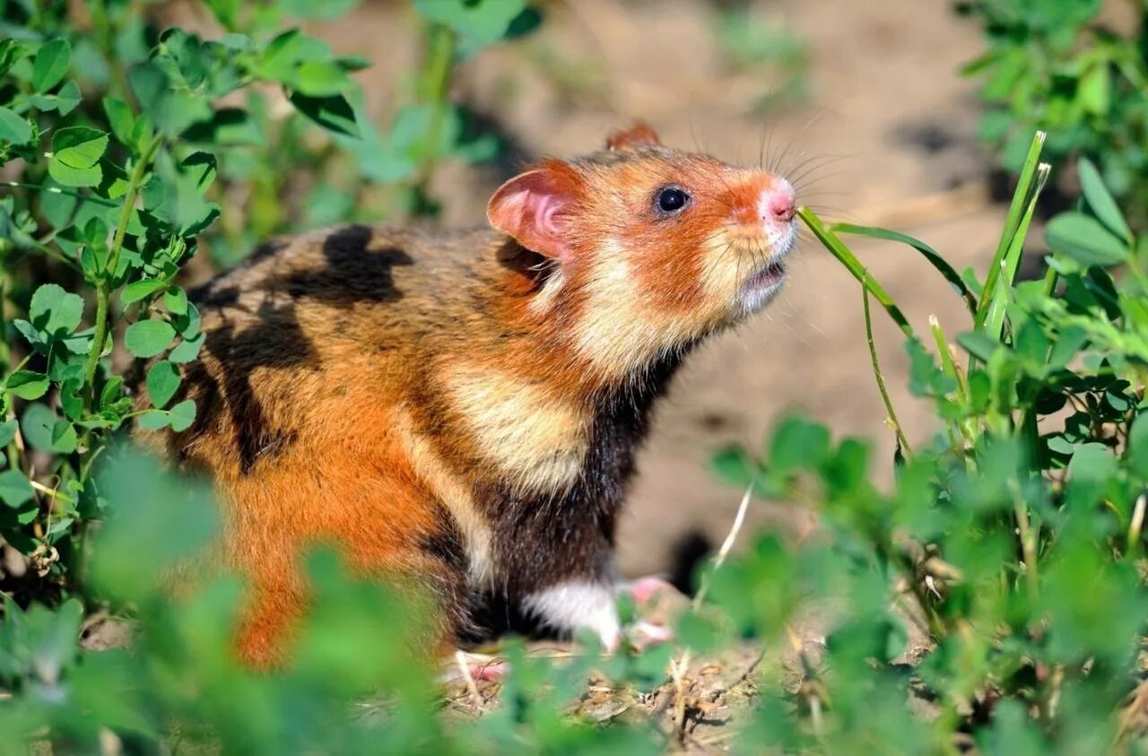 Луговые собачки северной америки. Полевые обитали. Полевые обитали. Мышь полевка обыкновенная. Полевые обитали.