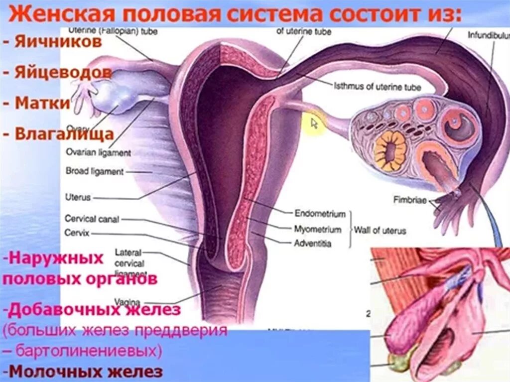 Структура женской половой системы