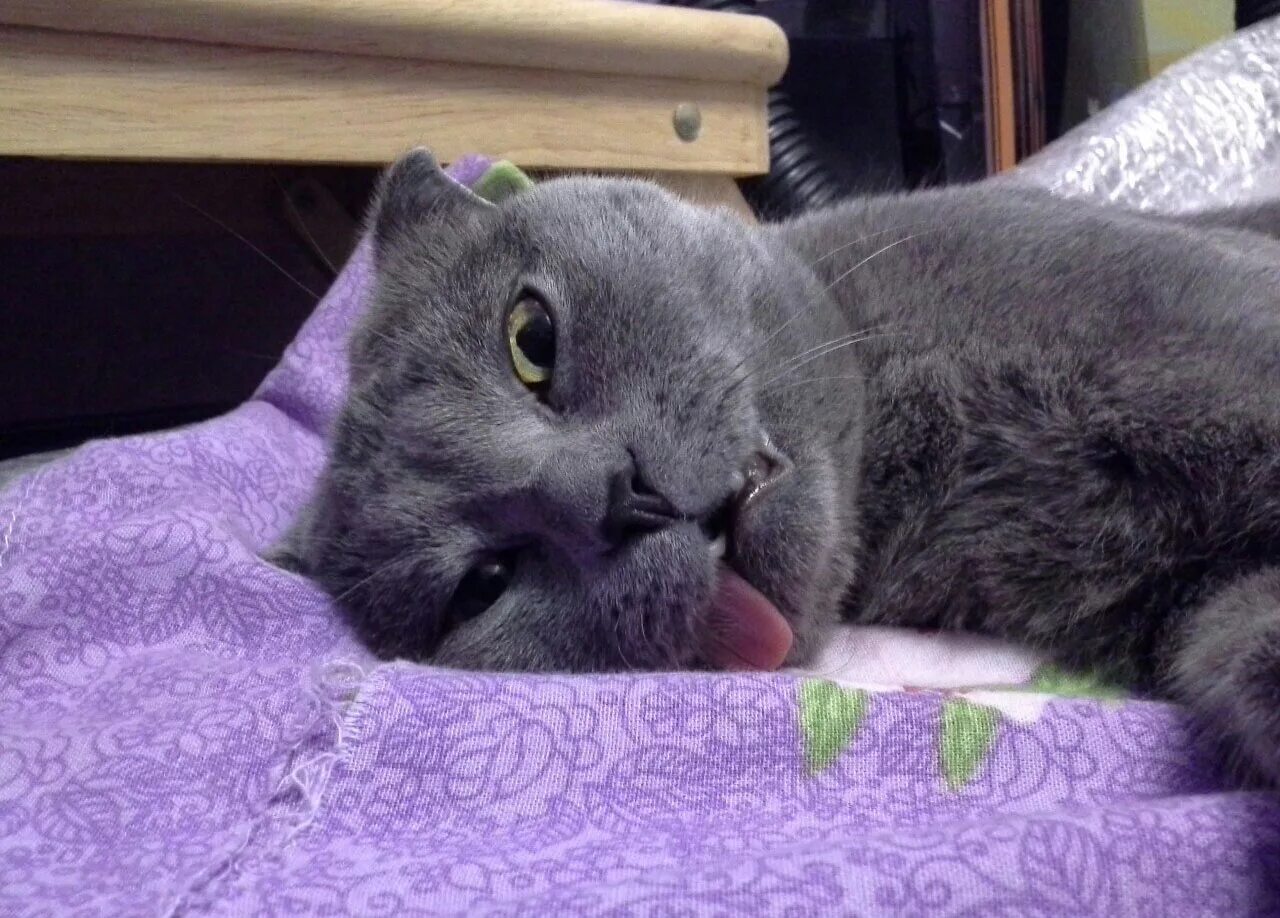 После котики. Стерилизация кошки послеоперационный период. После котики. После котики. Кошка стилизация.