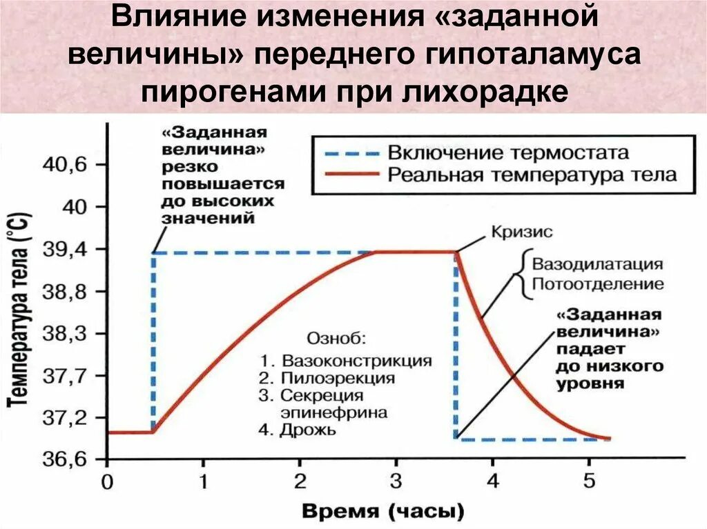 Влияния изменений в курсе. Установочная точка терморегуляции при лихорадке. Роль гипоталамуса в лихорадке. Смещение установочной точки терморегуляции. Терморегуляция при лихорадке.