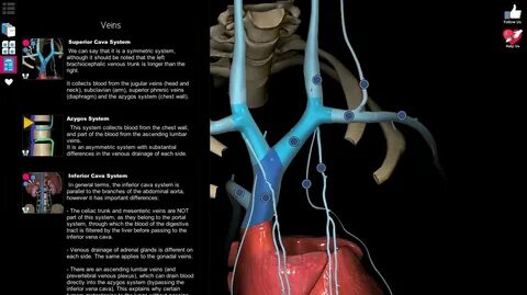 Anatomy learning 3d атлас