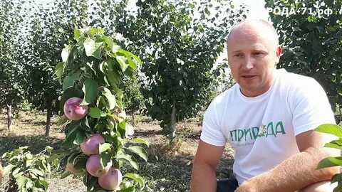 Лучшие яблони для подмосковья