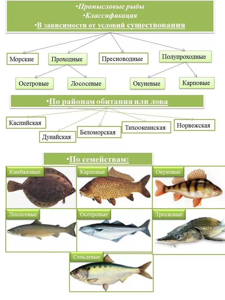 Классификация рыб. Классификация промысловых рыб. Систематика рыб. Основные виды промысловых рыб. Примеры группы рыбы