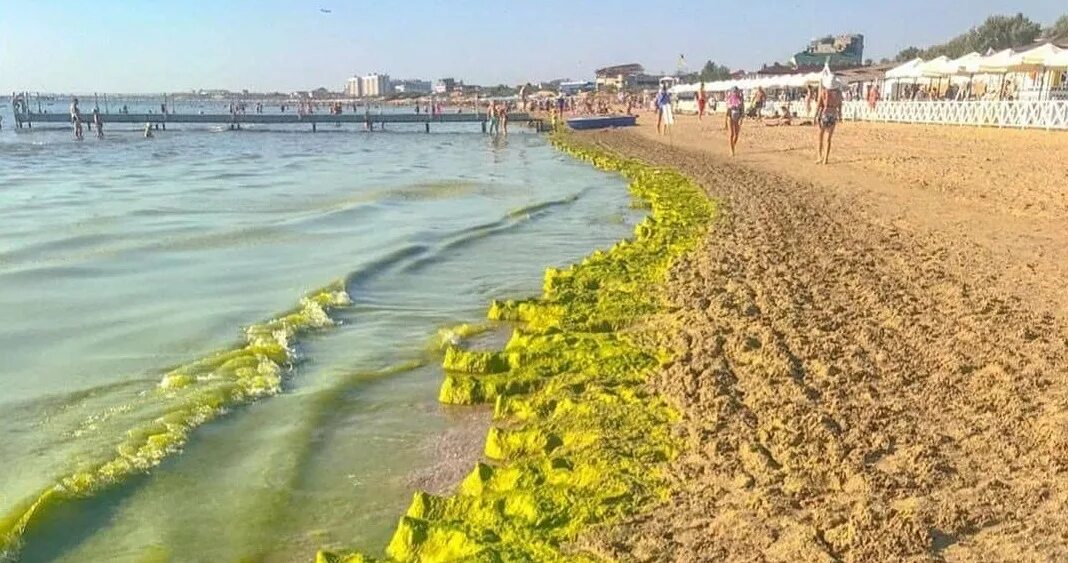 Черное море цветет Анапа. Цветение водорослей в Анапе. Анапа Витязево море цветет 2021. Черное море Анапа цветет водоросли. В анапе есть вода