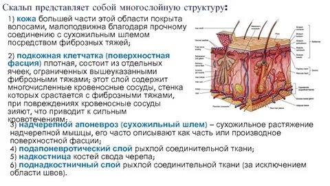 Плотная подкожная клетчатка