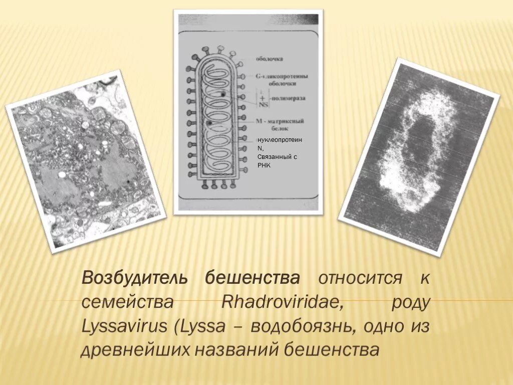 Возбудитель бешенства микробиология. Вирус бешенства возбудитель название. Бешенство характеристика возбудителя. Возбудитель бешенства относится к.