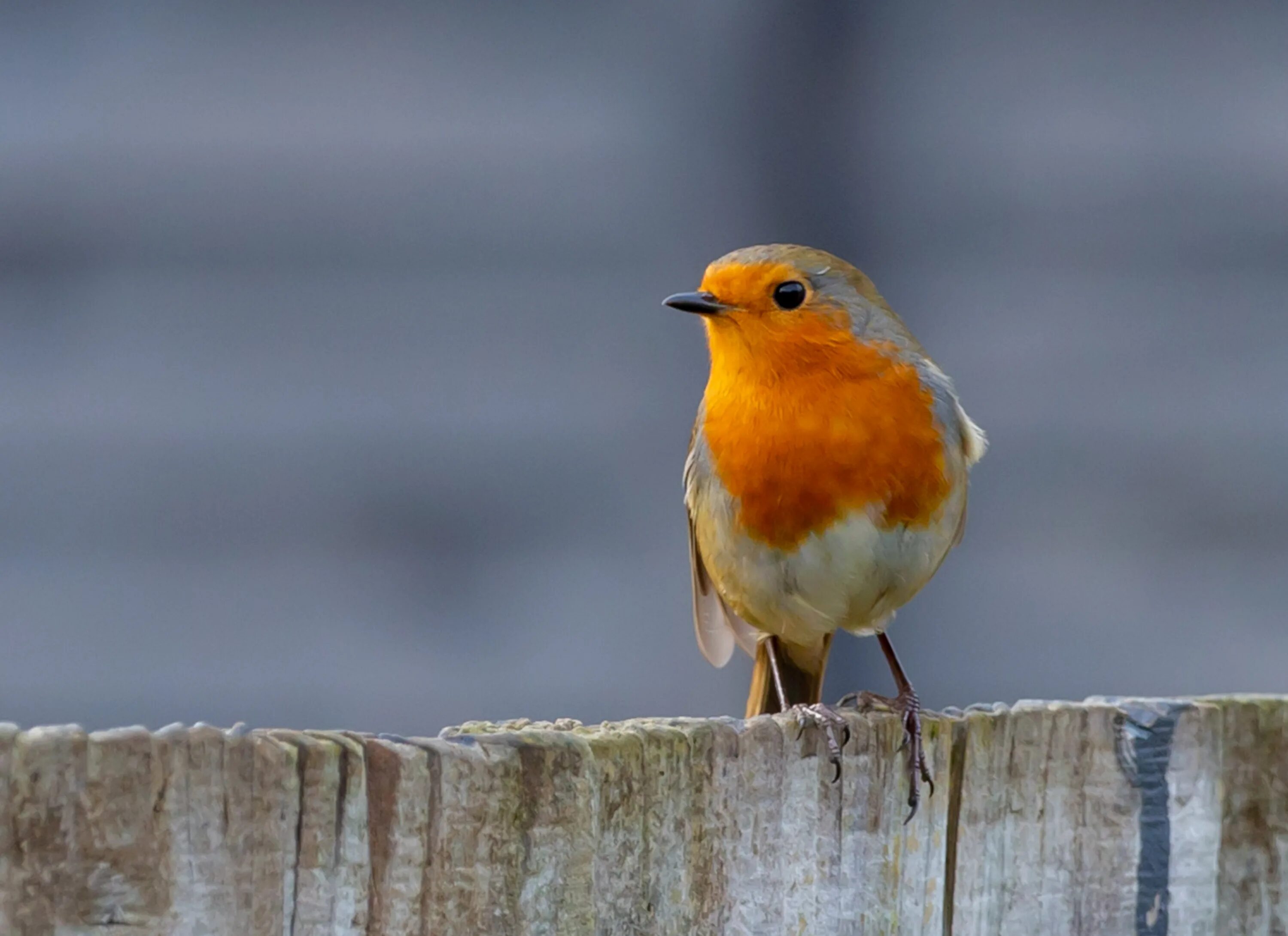 Птица Зарянка Малиновка. Robin Redbreast птица. Робин -Зарянка птица. Белохвостая Горная Зарянка.