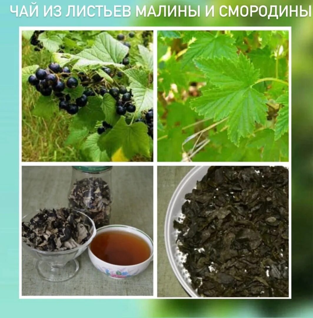 Лист смородины вред. Чай из листьев смородины. чай с листьями смородины. чай из смородиновых листочков. чай из листьев смородины и малины.