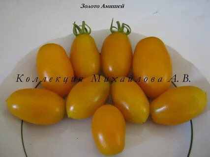 Золото амишей отзывы
