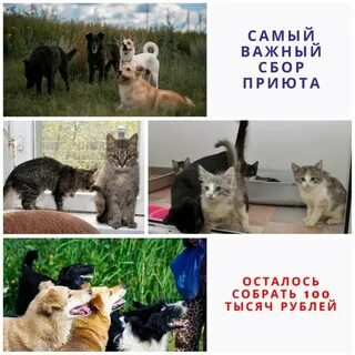 Приют право на жизнь кострома