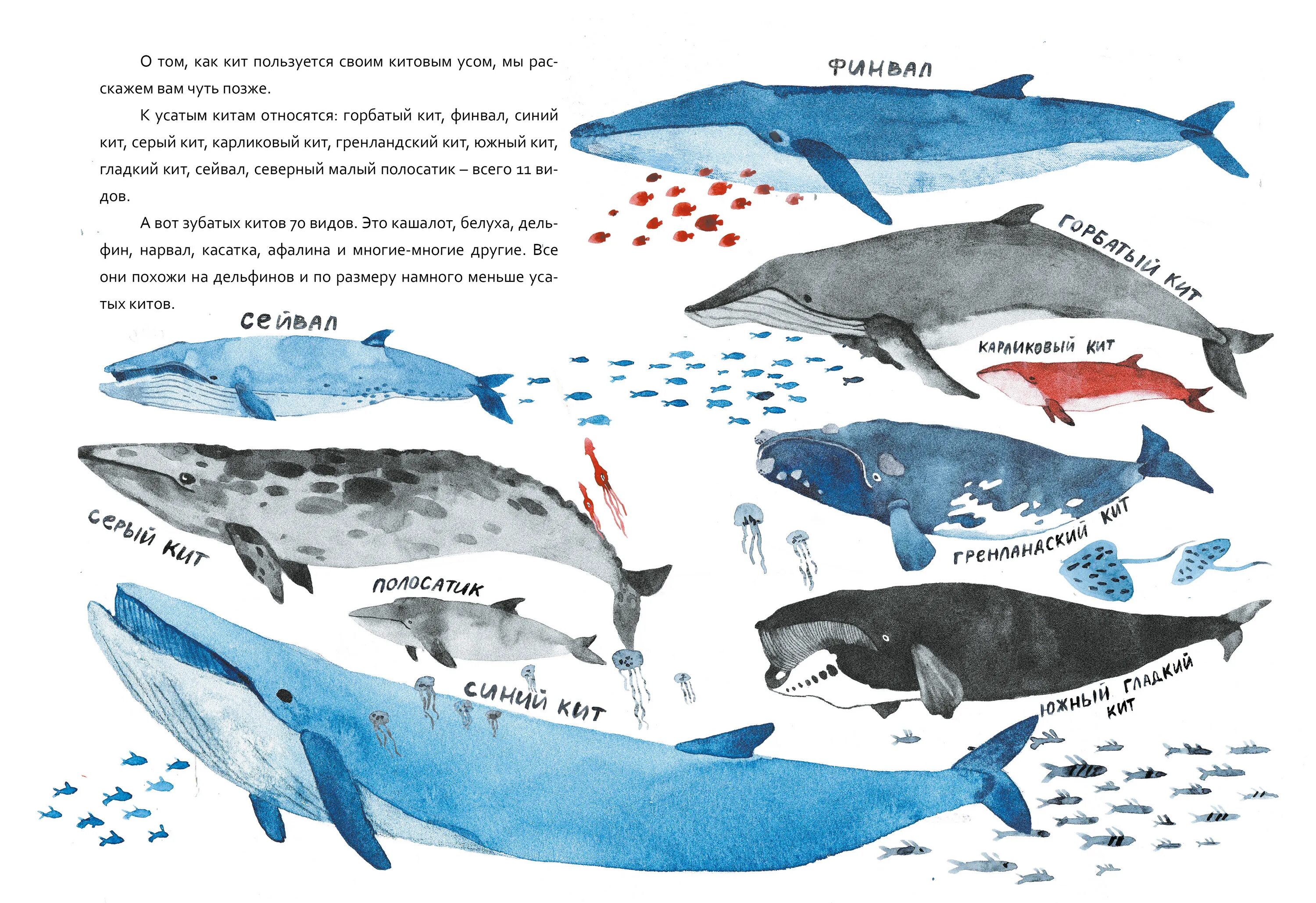 Киты мама текст. Разные киты. Усатый синий кит. Кит как. Разные виды китов.