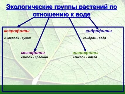 Экономические группы растений