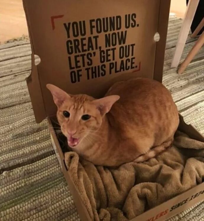 Кот тиран картинки. Кошка тиран. Зеленоград город кошек. Котята хулиганят. Кот в мундире.