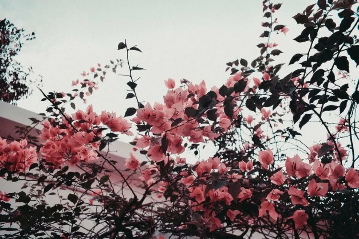 Эстетика горизонтально. Эстетика горизонтально. Фон для твиттера. Core aesthetic цветы. Розовое небо с облаками.