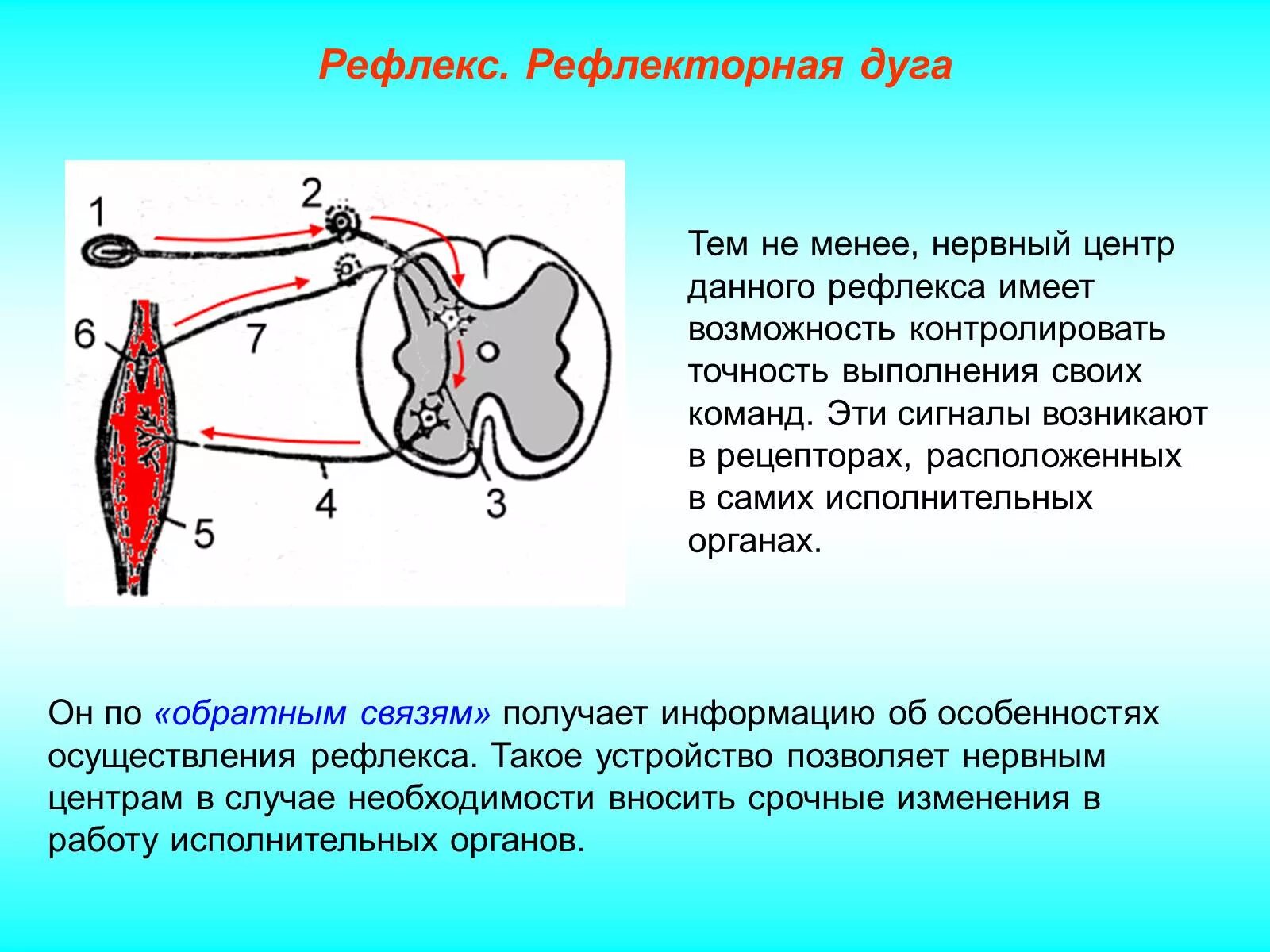 Получение мигательного рефлекса. Строение рефлекторной дуги строение. Схема рефлекторной дуги соматического рефлекса. Биология строение рефлекторной дуги. Звенья рефлекторной дуги строение.