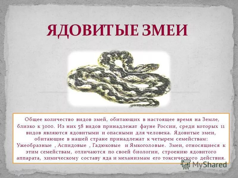 Доклад о ядовитых животных 4 класс. Ядовитые животные россии. какие ядовитые животные в россии. ядовитое животное в россии доклад. информация о ядовитых животных живущих в россии.