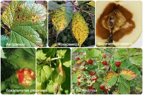 Болезнями и вредителями плодовых