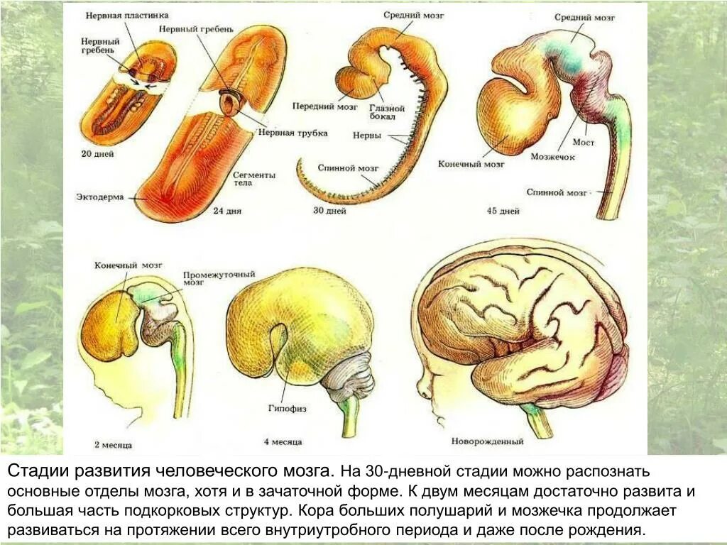 Эмбриогенез головного мозга схема. Схема развития головного мозга человека фронтальный разрез. Этапы развития головного мозга в эмбриогенезе человека. Схема развития головного мозга в онтогенезе.