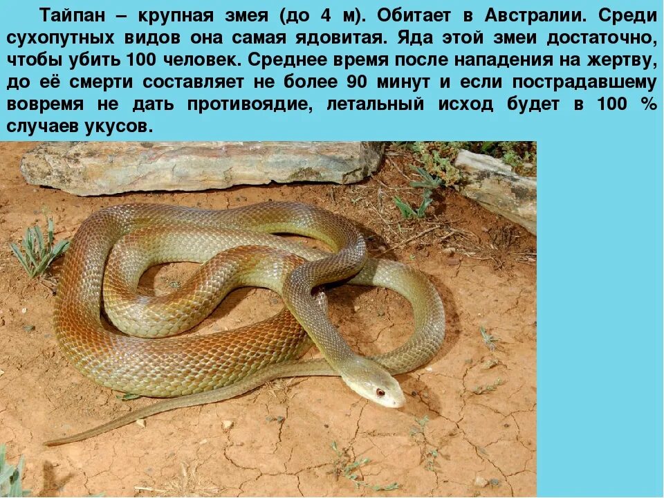 Гадюка обыкновенная 2 класс окружающий мир. Степная гадюка медянка полоз. Гадюка обыкновенная краткое описание. Где ядовитая змея обитает. Где ядовитая змея обитает.