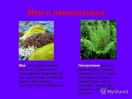 Общие признаки моховидных и папоротникообразных растений