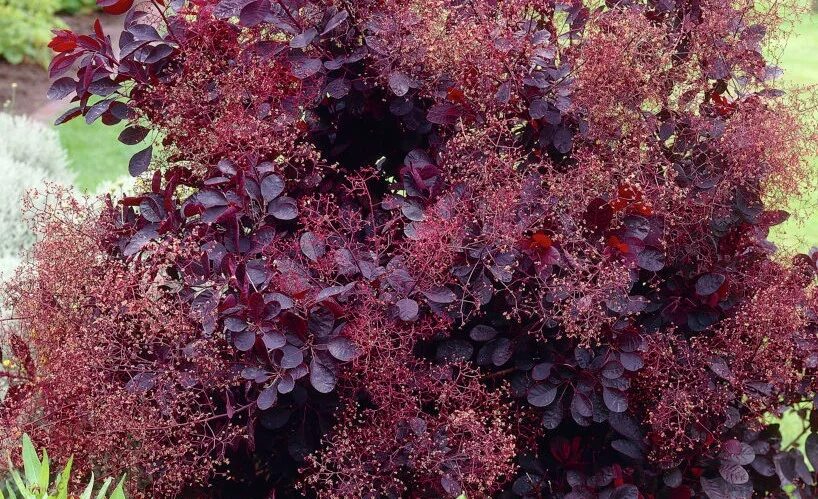 Pixie loropetalum Landscaping plants, Purple pixie loropetalum, Garden shrubs