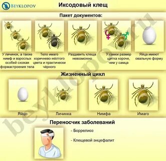 Продолжительность жизни клеща