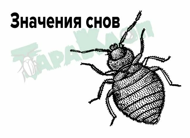 Сонник-толкование снов к чему снится клопы. К чему снятся клопы женщине.