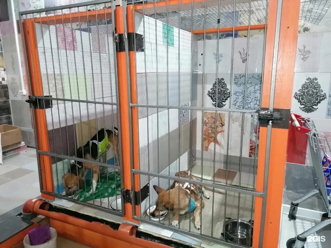 приют ласка барнаул собаки. приют животных ласка. приют ласка барнаул щенки. приют ласка барнаул щенки. приют ласка барнаул собаки.