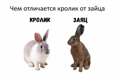 Чем отличается заяц от кролика