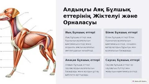 Қисық әйелдердің жалаңаш суреттері