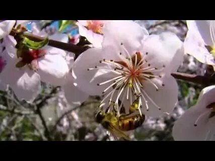 Нежный аромат весны