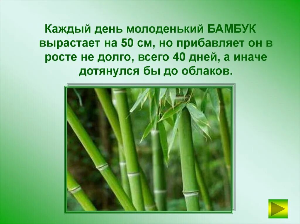 За сколько часов вырастает бамбук. Бамбук доклад. Бамбук презентация для детей. Бамбук для презентации. Бамбук растение доклад.