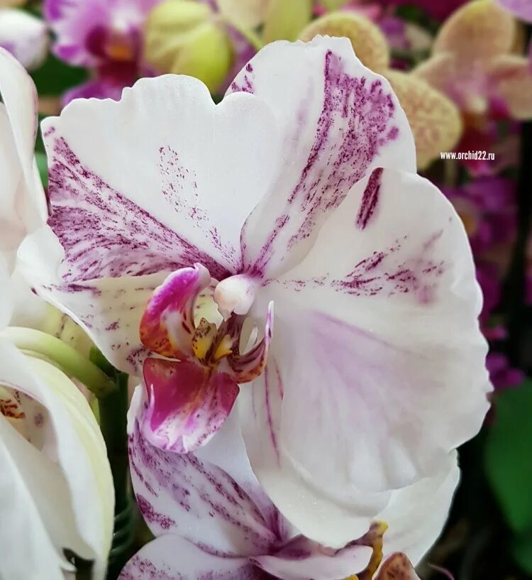 Орхидея Phalaenopsis