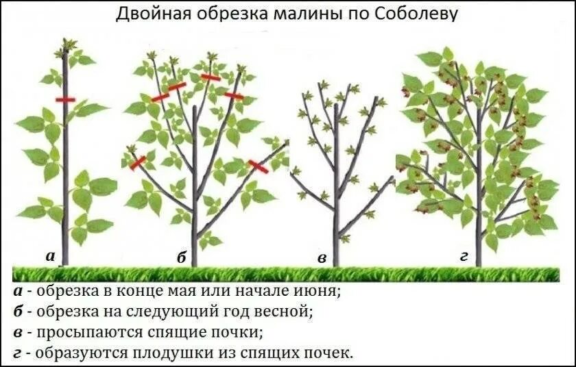 Ежевика уход выращивание размножение и обрезка. Малина таруса малиновое дерево обрезка. малиновое дерево таруса формировка. штамбовый куст малины. прищипывание малины весной.