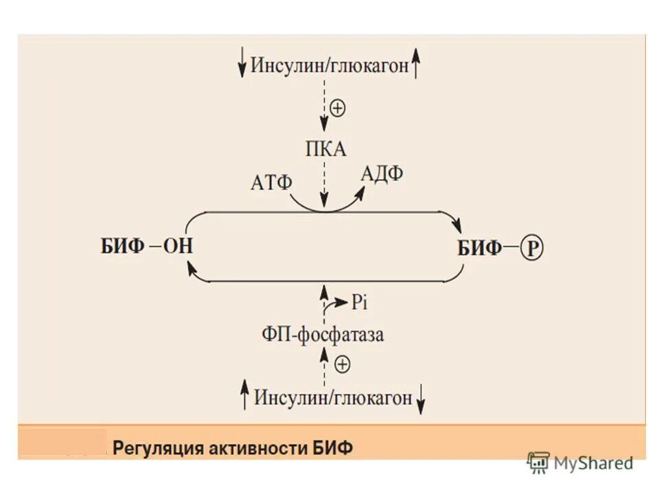 Глюконеогенез регуляция биохимия. Синтез Глюкозы из глицерола глюконеогенез. Обход 3 реакции гликолиза. Синтез Глюкозы из пирувата.