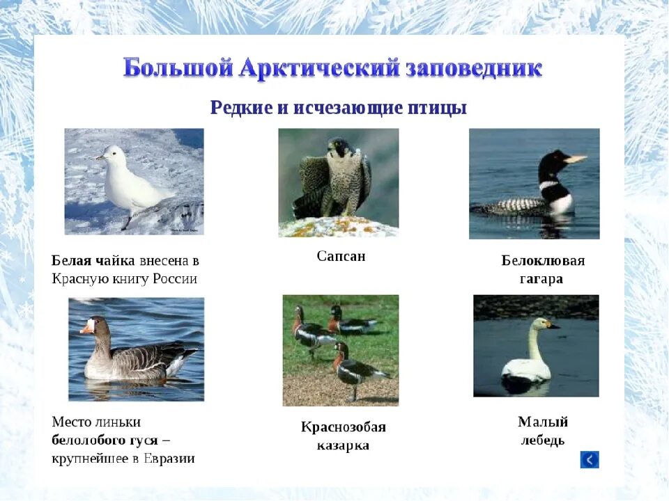 Краснокнижные животные арктики. Птицы арктики названия. Животные арктических пустынь красная книга. Краснокнижные животные арктики. Птица арктики занесенные в красную книгу.