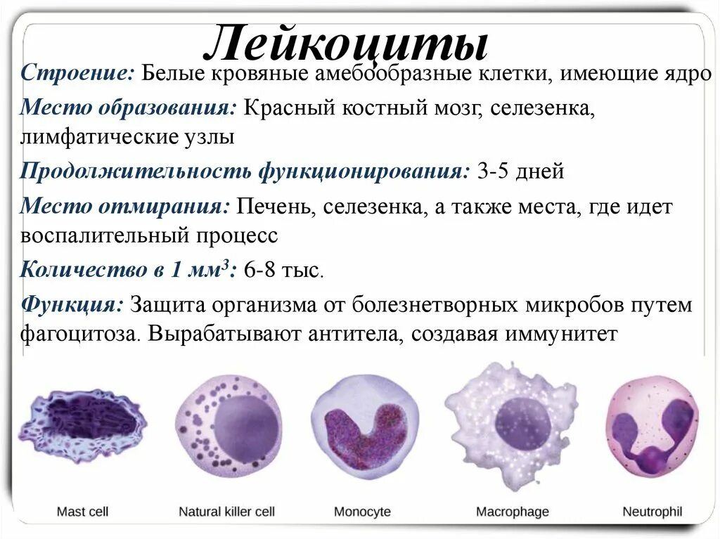 Величина лейкоцитов человека