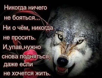 Никогда ничего не проси цитаты