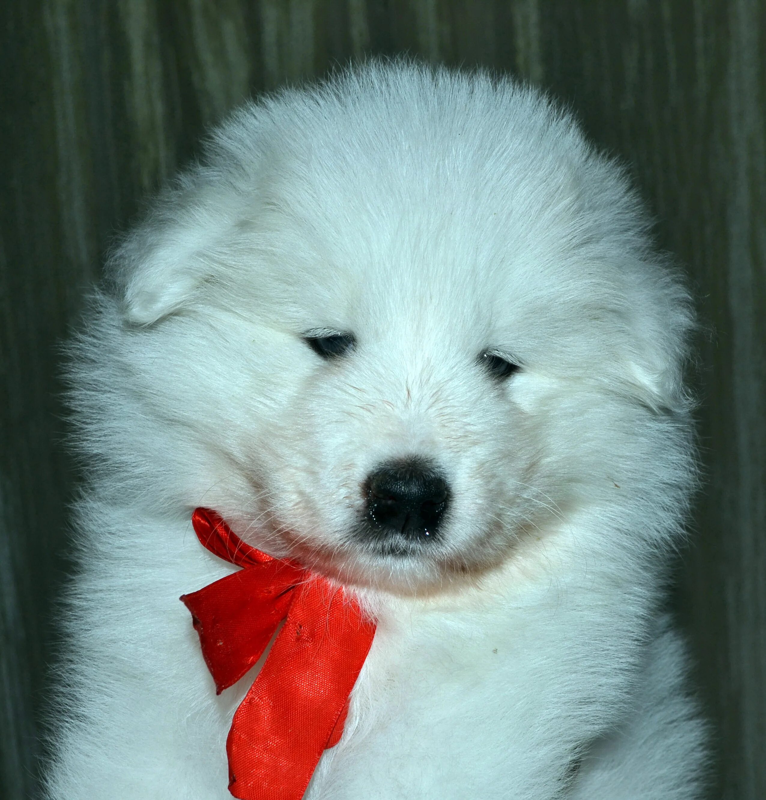 лайка самоед. Vanderbilt самоеды. авито собака самоед. бордер колли и самоед. авито собака самоед.