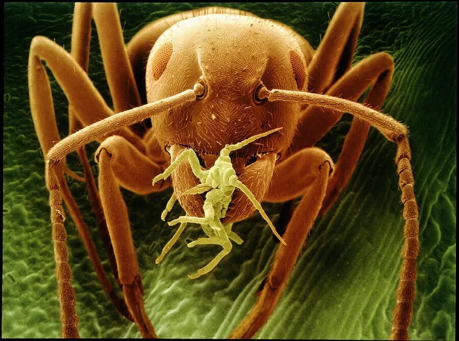 Creepy details the faces of insects; Big-headed ant, Pheidole megacephala Ameise