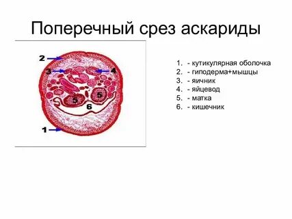 Поперечный срез