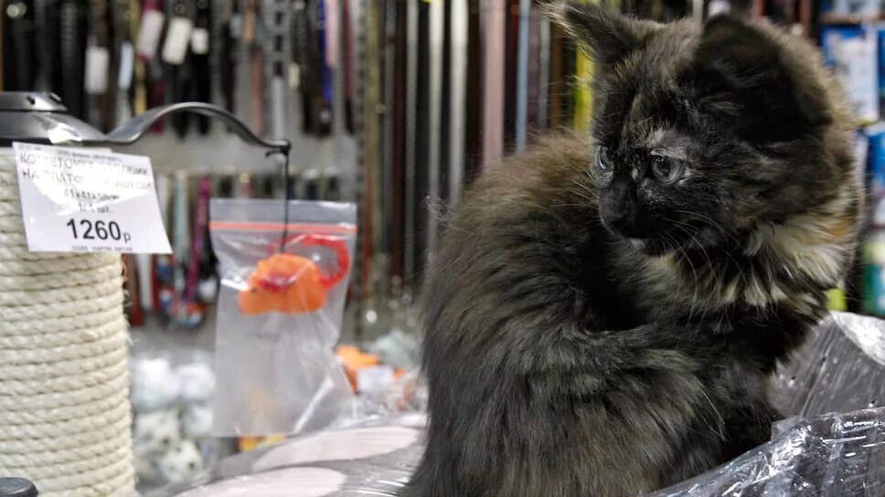 магазин для кошек нижний новгород