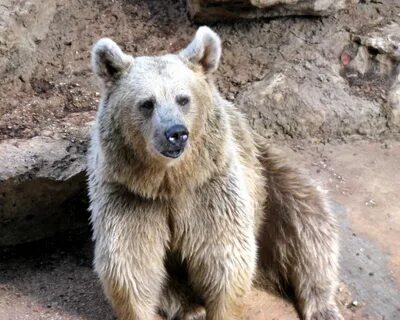Bear description