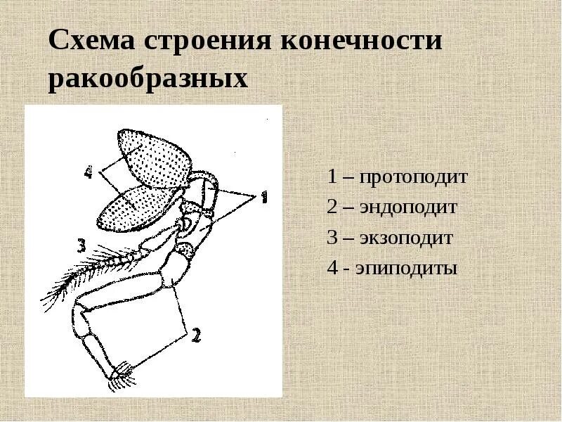 Оборудование для исследования строения конечностей домашней пчелы. Строение конечностей членистоногих. строение конечностей ракообразных. строение ракообразных схема. строение конечностей жабронога.