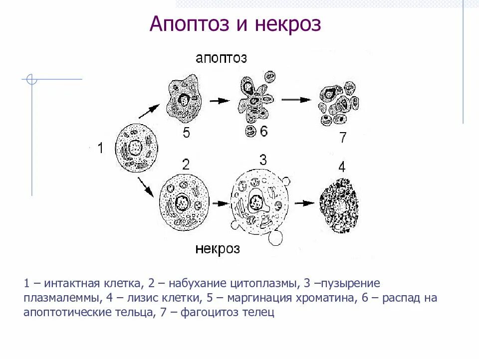 Клеточный цикл гистология