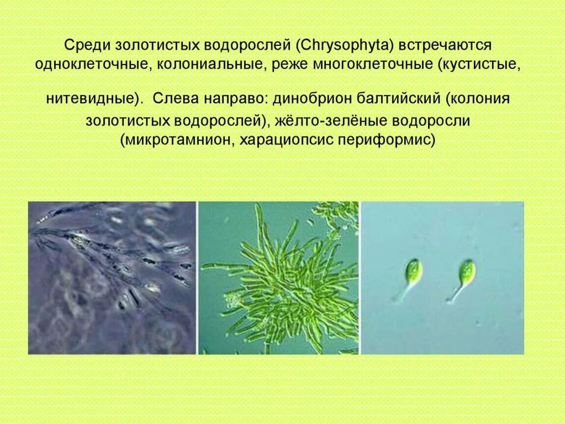 Одноклеточные зеленые водоросли характеристика. Одноклеточные колониальные и многоклеточные водоросли. Отдел золотистые водоросли (Chrysophyta). Колониальные одноклеточные водоросли. Зеленые и золотистые водоросли одноклеточные.