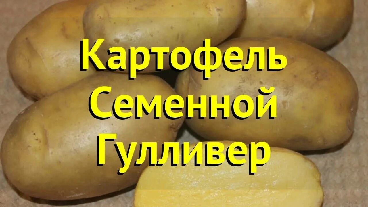 Сорт картофеля гулливер характеристика. Гулливер сорт картофеля характеристика. Картофель сорт Гулливер. Картофель семенной Гулливер. Картофель Гулливер суперэлита.