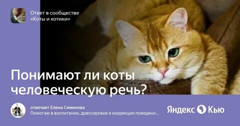 Понимают ли животные речь