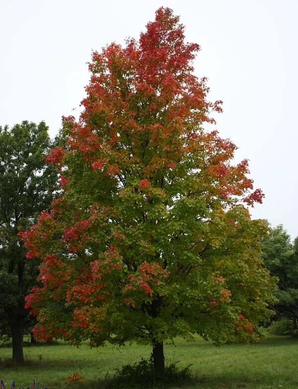 Acer rubrum клен. Клен красный acer rubrum. Красный канадский клен. Клен красный acer rubrum. 2 клен красный.