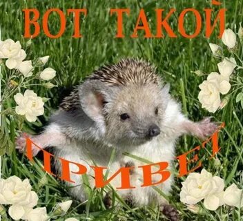 Доброе утро ежик картинки с надписями